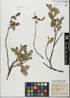 Foto von Salix glabra Scop.